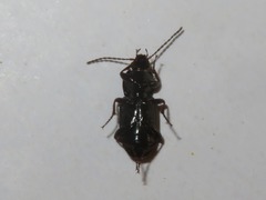Pterostichus vernalis
