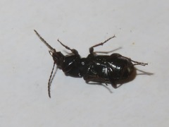 Pterostichus vernalis