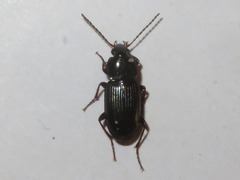 Pterostichus vernalis
