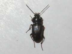 Pterostichus vernalis