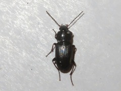 Pterostichus vernalis