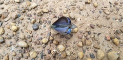 Hypochrysops digglesii