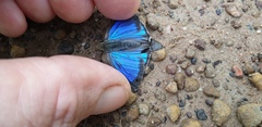 Hypochrysops digglesii