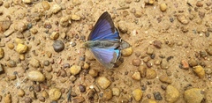 Hypochrysops digglesii