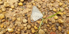 Hypochrysops digglesii