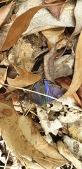 Hypochrysops digglesii