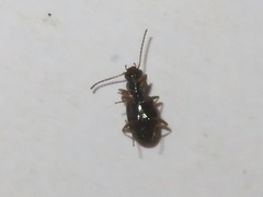 Bembidion quadrimaculatum