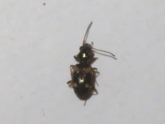 Bembidion quadrimaculatum