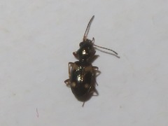 Bembidion quadrimaculatum