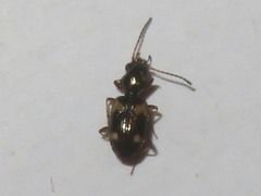 Bembidion quadrimaculatum