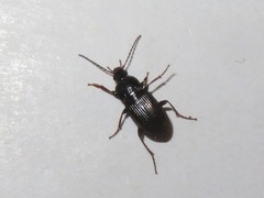 Pterostichus vernalis