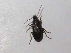 Pterostichus vernalis