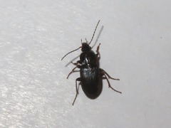 Pterostichus vernalis