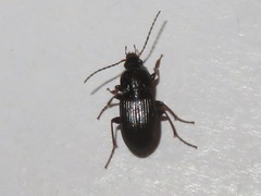 Pterostichus vernalis