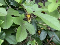 Aristolochia shimadae