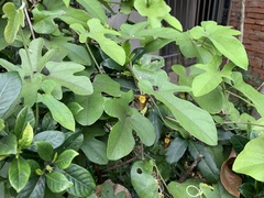 Aristolochia shimadae