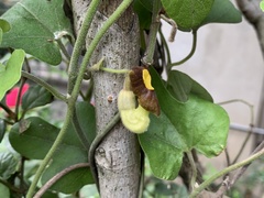 Aristolochia shimadae