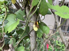 Aristolochia shimadae