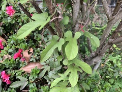 Aristolochia shimadae