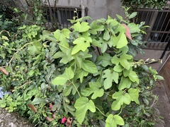 Aristolochia shimadae