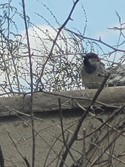 Passer domesticus