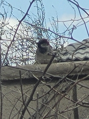 Passer domesticus