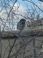 Passer domesticus