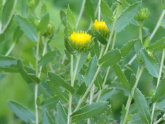 Grindelia pulchella discoidea