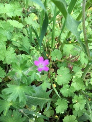 Geranium molle