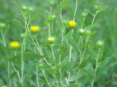 Grindelia pulchella discoidea