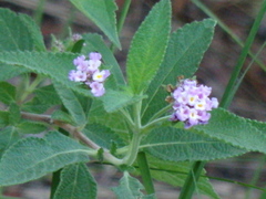 Lippia junelliana