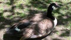Branta canadensis