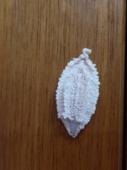 Membracidae