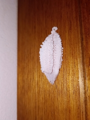 Membracidae
