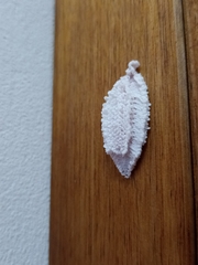 Membracidae