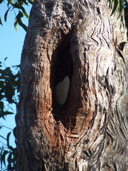 Eucalyptus marginata marginata