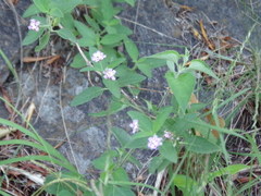 Lippia junelliana