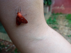Erebidae
