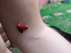 Erebidae