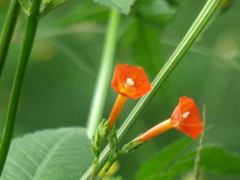 Ipomoea rubriflora