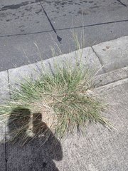 Dichanthium annulatum annulatum
