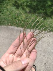 Dichanthium annulatum annulatum