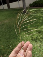 Dichanthium annulatum annulatum