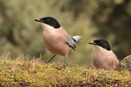 Iberian Magpie