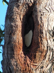 Eucalyptus marginata marginata