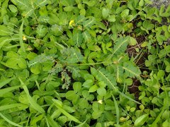 Phyllanthus leucanthus