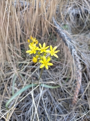 Triteleia lemmoniae
