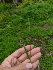 Digitaria henryi