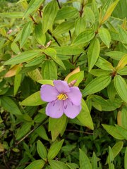 Melastoma septemnervium