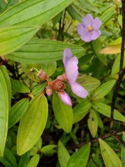 Melastoma septemnervium